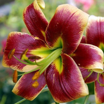  Лилия ОТ гибрид Debby (Дебби)