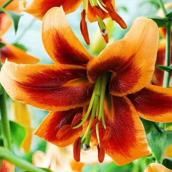  Лилия ОТ гибрид Debby (Дебби)