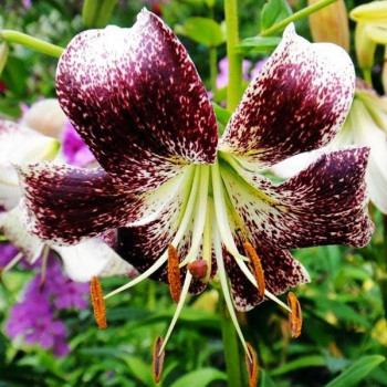  Лилия тигровая Purple Life (Пурпл Лайф)
