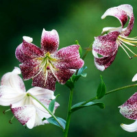  Лилия тигровая Purple Life (Пурпл Лайф)