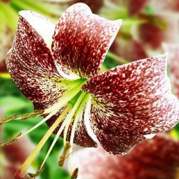  Лилия тигровая Purple Life (Пурпл Лайф)