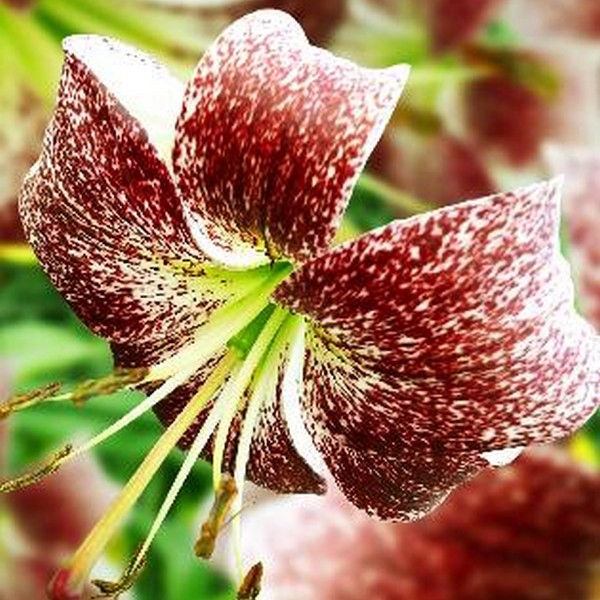  Лилия тигровая Purple Life (Пурпл Лайф)