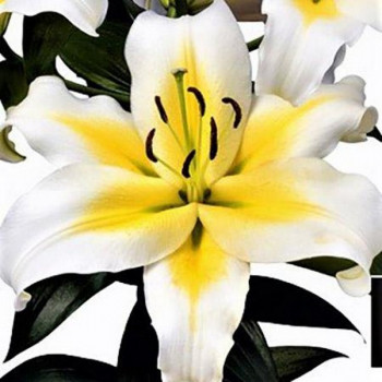  Лилия ОТ гибрид Budlight (Будлайт)