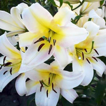  Лилия ОТ гибрид Budlight (Будлайт)