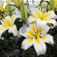  Лилия ОТ гибрид Budlight (Будлайт)