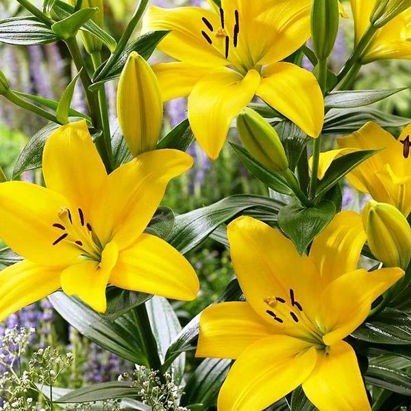  Лилия азиатская Yellow County (Йеллоу Каунти)