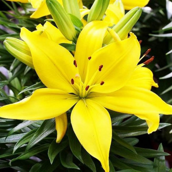  Лилия азиатская Yellow County (Йеллоу Каунти)