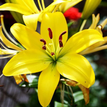  Лилия азиатская Yellow County (Йеллоу Каунти)