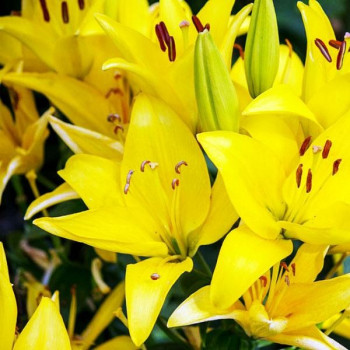  Лилия азиатская Yellow County (Йеллоу Каунти)