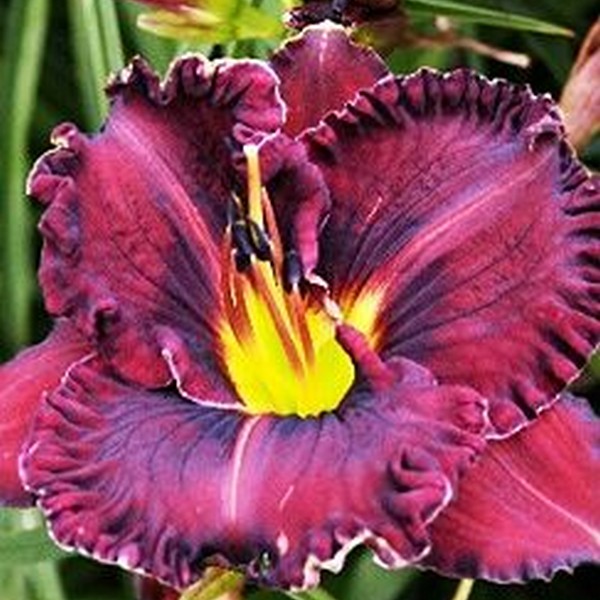 Саженцы Лилейник Purplelicious (Пёпликоус)