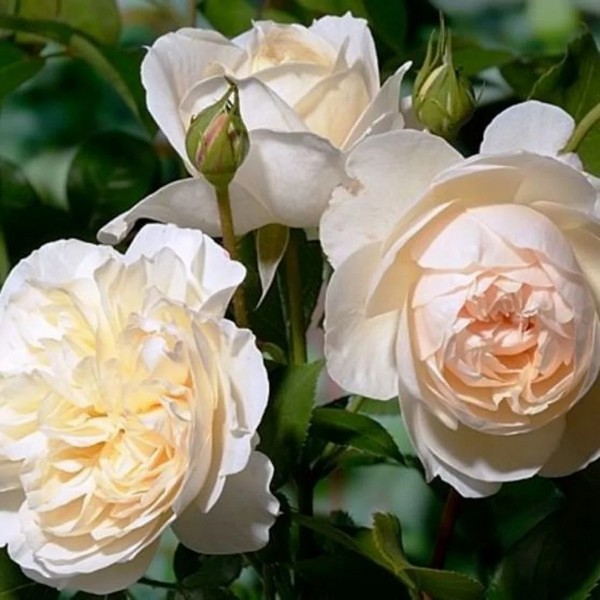 Саженцы Роза английская Личфилд Энджел