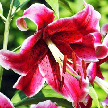  Лилия ОТ гибрид Miss Feya (Мисс Фея)