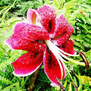  Лилия ОТ гибрид Miss Feya (Мисс Фея)