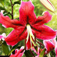  Лилия ОТ гибрид Miss Feya (Мисс Фея)