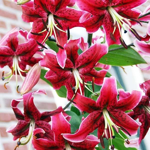  Лилия ОТ гибрид Miss Feya (Мисс Фея)