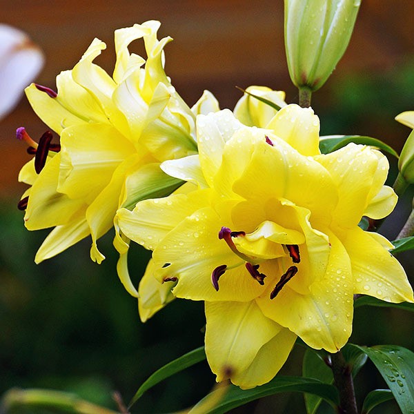  Лилия ОТ гибрид Exotic Sun (Экзотик Сан)