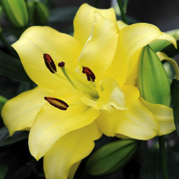  Лилия ОТ гибрид Exotic Sun (Экзотик Сан)