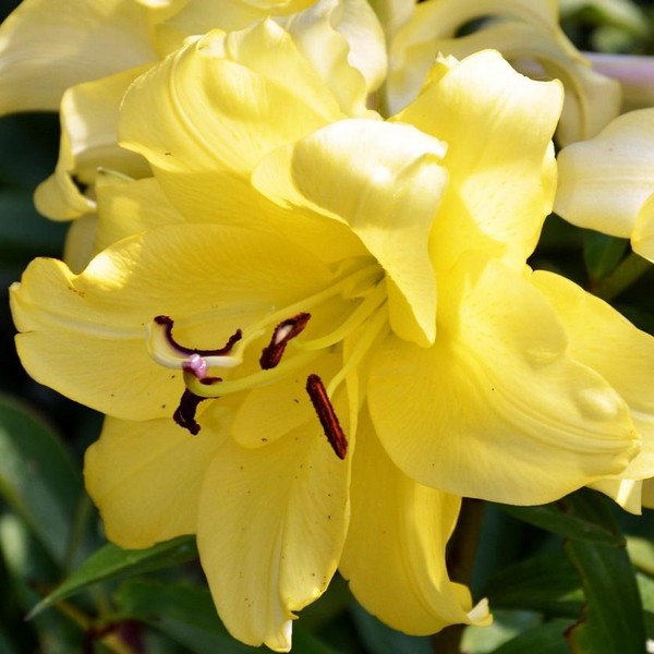  Лилия ОТ гибрид Exotic Sun (Экзотик Сан)