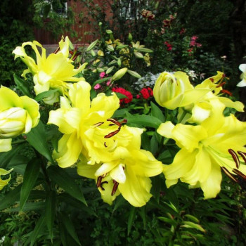  Лилия ОТ гибрид Exotic Sun (Экзотик Сан)