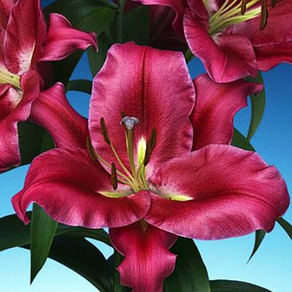  Лилия ОТ гибрид Carbonero (Карбонеро)