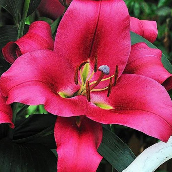  Лилия ОТ гибрид Carbonero (Карбонеро)