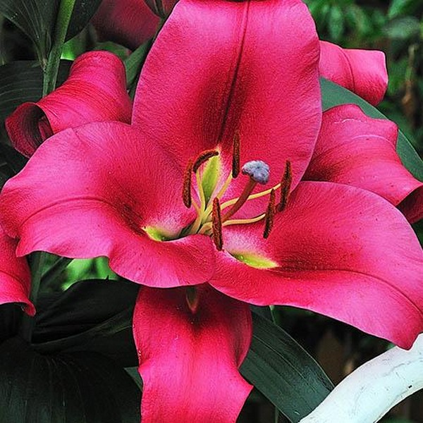  Лилия ОТ гибрид Carbonero (Карбонеро)