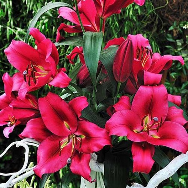  Лилия ОТ гибрид Carbonero (Карбонеро)