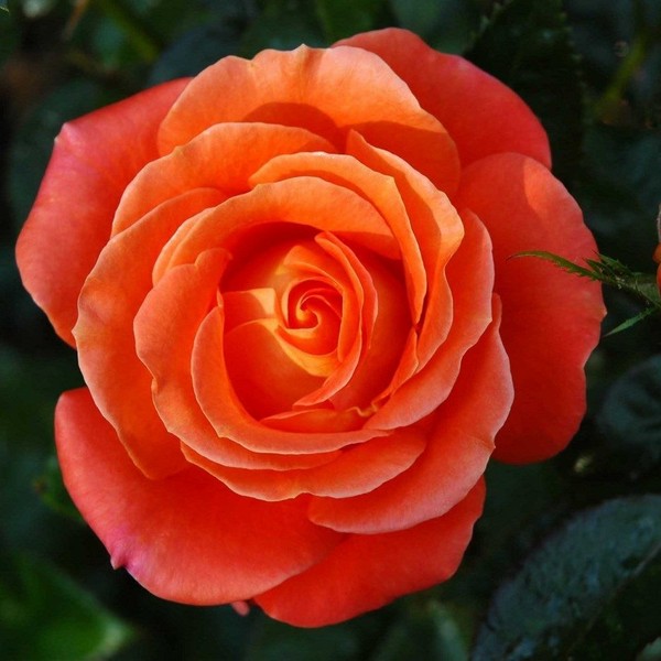 Саженцы Роза чайно-гибридная Стар 2000