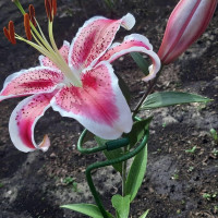  Лилия восточная Front Page (Фронт Пейдж)