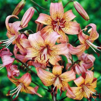  Лилия Salmon Flavour (Салмон Флейвоур)