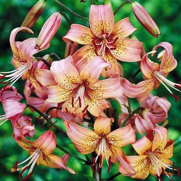  Лилия Salmon Flavour (Салмон Флейвоур)