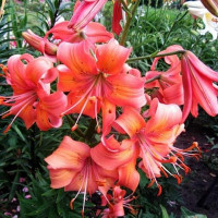  Лилия Salmon Flavour (Салмон Флейвоур)