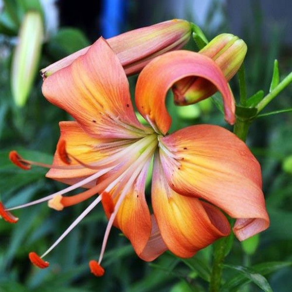  Лилия Salmon Flavour (Салмон Флейвоур)