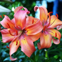  Лилия Salmon Flavour (Салмон Флейвоур)