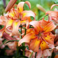  Лилия Salmon Flavour (Салмон Флейвоур)