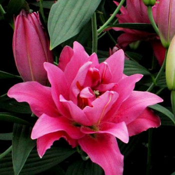  Лилия восточная Twyford (Твифорд)