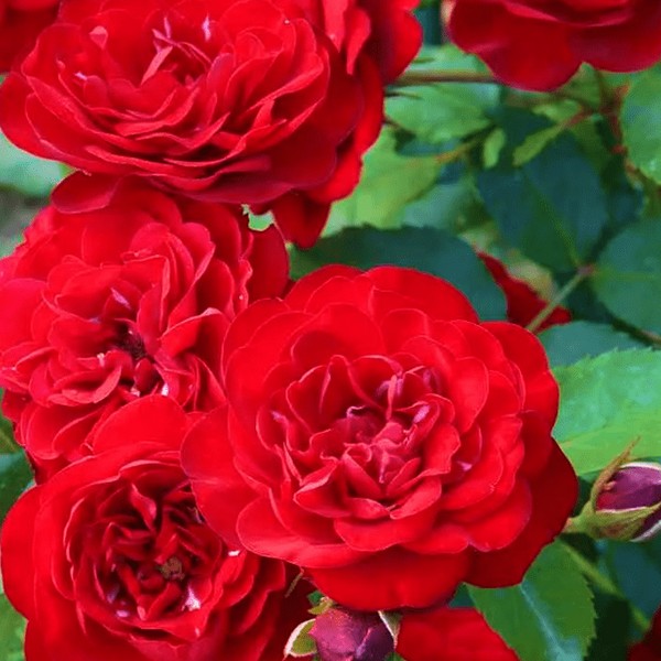 Саженцы Роза флорибунда Лаваглут