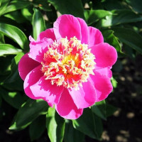 Саженцы Пион Mandarin's Coat (Мэндэринс Коут)