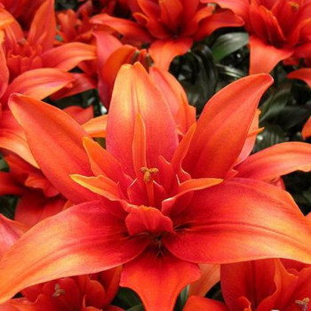  Лилия азиатская Crazy Twin (Крейзи Твин)