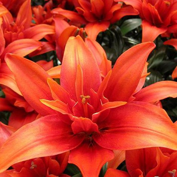  Лилия азиатская Crazy Twin (Крейзи Твин)