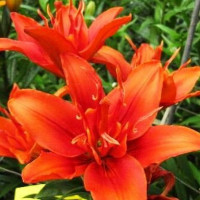  Лилия азиатская Crazy Twin (Крейзи Твин)