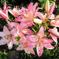  Лилия азиатская Rosella's Dream (Розеллаз Дрим)