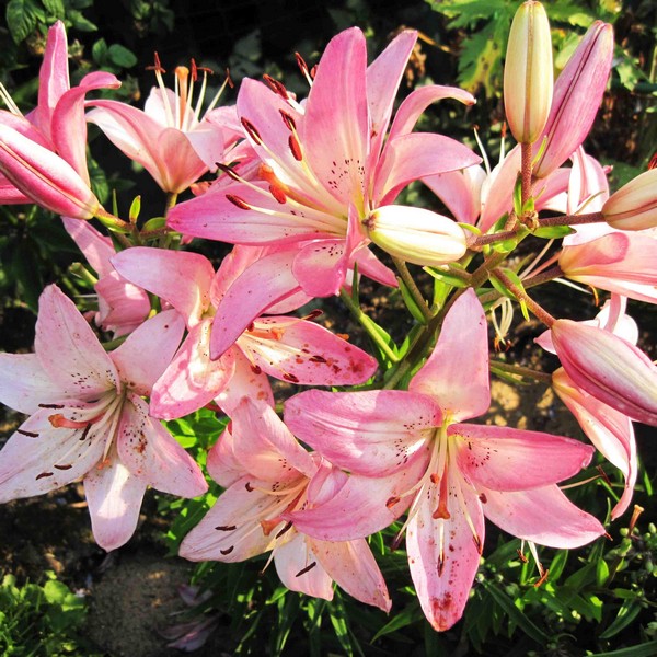  Лилия азиатская Rosella's Dream (Розеллаз Дрим)