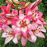  Лилия азиатская Rosella's Dream (Розеллаз Дрим)