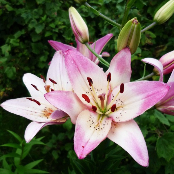  Лилия азиатская Rosella's Dream (Розеллаз Дрим)