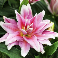  Лилия махровая восточная Roselily Natalia (Розели Наталия)