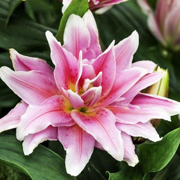  Лилия махровая восточная Roselily Natalia (Розели Наталия)