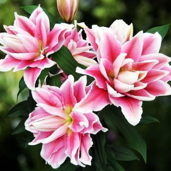  Лилия махровая восточная Roselily Natalia (Розели Наталия)