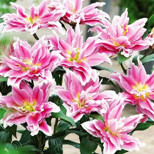  Лилия махровая восточная Roselily Natalia (Розели Наталия)