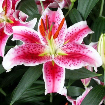  Лилия восточная Idaho (Айдахо)